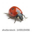 stock-photo-ladybug-on-white-background-145519456.jpg