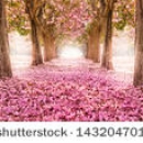stock-photo-the-romantic-tunnel-of-pink-flower-trees-143204701.jpg