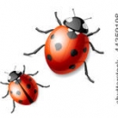 stock-vector-ladybird-vector-illustration-44359198.jpg